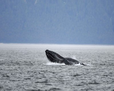 Whale, Humpback, lunge feeding-070910-Icy Strait, AK-#0091.jpg