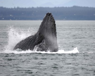 Whale, Humpback, lunge feeding-070910-Icy Strait, AK-#0108.jpg