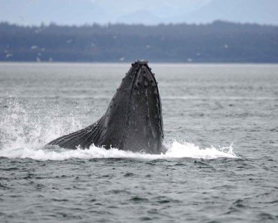 Whale, Humpback, lunge feeding-070910-Icy Strait, AK-#0109.jpg