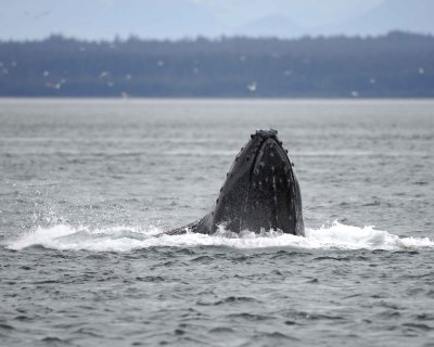 Whale, Humpback, lunge feeding-070910-Icy Strait, AK-#0110.jpg