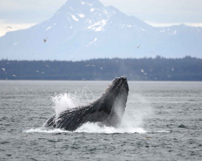 Whale, Humpback, lunge feeding-070910-Icy Strait, AK-#0114.jpg