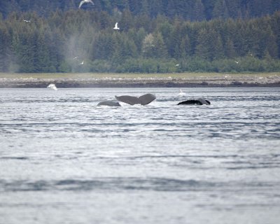 Whale, Humpback, pod-070910-Icy Strait, AK-#0054.jpg