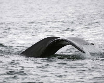 Whale, Humpback--070910-Icy Strait, AK-#0134.jpg