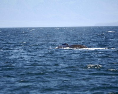 Whale, Humpback-070810-Icy Strait, AK-#0844.jpg