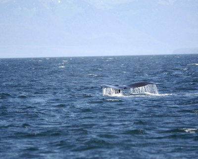Whale, Humpback-070810-Icy Strait, AK-#0845.jpg