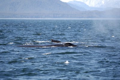 Whale, Humpback-070810-Icy Strait, AK-#0848.jpg