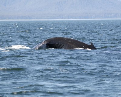 Whale, Humpback-070810-Icy Strait, AK-#0854.jpg