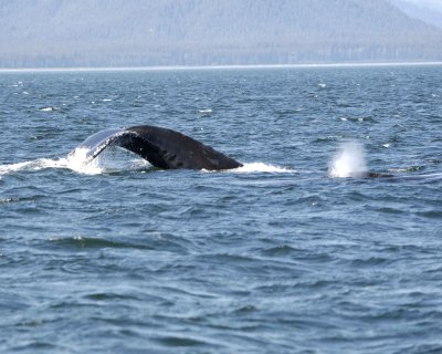 Whale, Humpback-070810-Icy Strait, AK-#0855.jpg