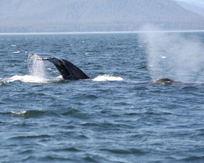 Whale, Humpback-070810-Icy Strait, AK-#0856.jpg