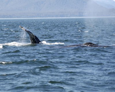 Whale, Humpback-070810-Icy Strait, AK-#0857.jpg
