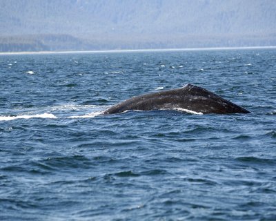 Whale, Humpback-070810-Icy Strait, AK-#0861.jpg