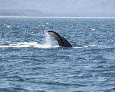 Whale, Humpback-070810-Icy Strait, AK-#0865.jpg