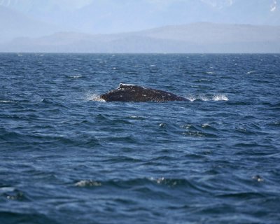 Whale, Humpback-070810-Icy Strait, AK-#0875.jpg