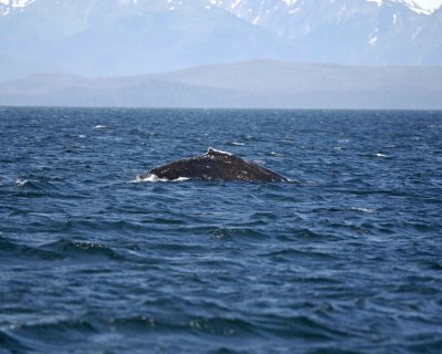 Whale, Humpback-070810-Icy Strait, AK-#0876.jpg