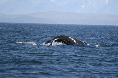 Whale, Humpback-070810-Icy Strait, AK-#0878.jpg