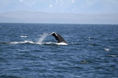 Whale, Humpback-070810-Icy Strait, AK-#0880.jpg