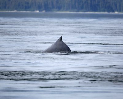 Whale, Humpback-070910-Icy Strait, AK-#0001.jpg