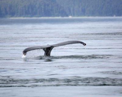 Whale, Humpback-070910-Icy Strait, AK-#0006.jpg