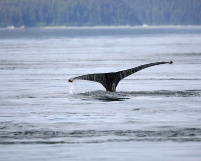 Whale, Humpback-070910-Icy Strait, AK-#0007.jpg