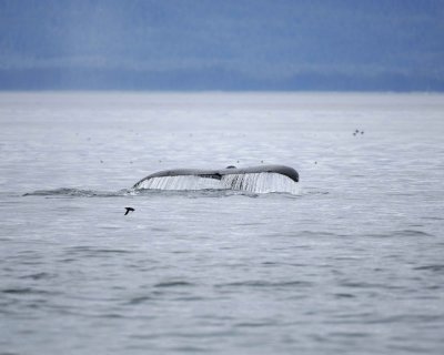 Whale, Humpback-070910-Icy Strait, AK-#0076.jpg