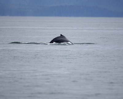 Whale, Humpback-070910-Icy Strait, AK-#0084.jpg