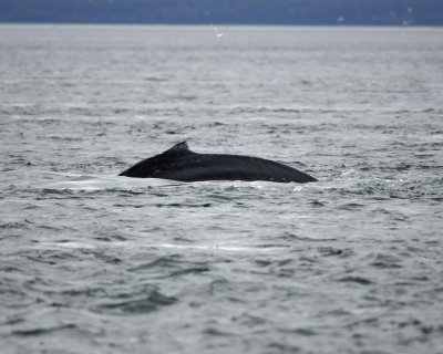 Whale, Humpback-070910-Icy Strait, AK-#0107.jpg