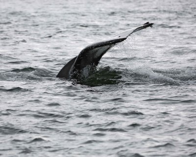 Whale, Humpback-070910-Icy Strait, AK-#0136.jpg