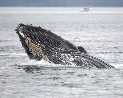 Whale, Humpback-070910-Icy Strait, AK-#0139.jpg