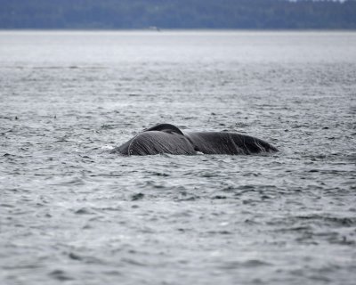 Whale, Humpback-070910-Icy Strait, AK-#0142.jpg