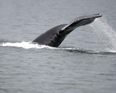 Whale, Humpback-070910-Icy Strait, AK-#0150.jpg