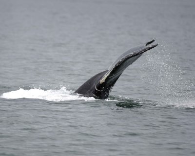 Whale, Humpback-070910-Icy Strait, AK-#0151.jpg