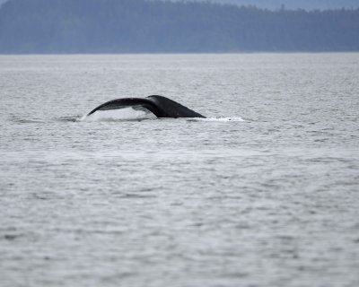 Whale, Humpback-070910-Icy Strait, AK-#0158.jpg