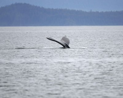 Whale, Humpback-070910-Icy Strait, AK-#0159.jpg