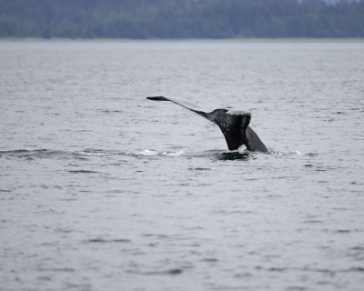Whale, Humpback-070910-Icy Strait, AK-#0168.jpg