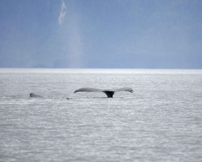 Whale, Humpback-070910-Icy Strait, AK-#0175.jpg