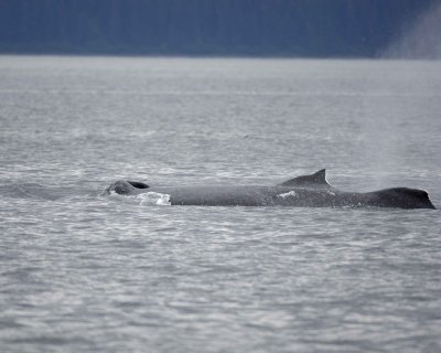 Whale, Humpback-070910-Icy Strait, AK-#0179.jpg