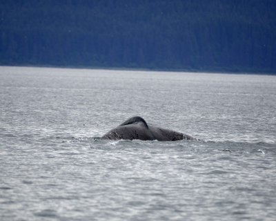 Whale, Humpback-070910-Icy Strait, AK-#0183.jpg