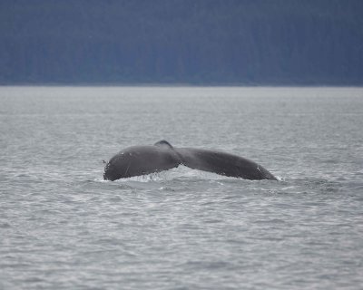 Whale, Humpback-070910-Icy Strait, AK-#0184.jpg