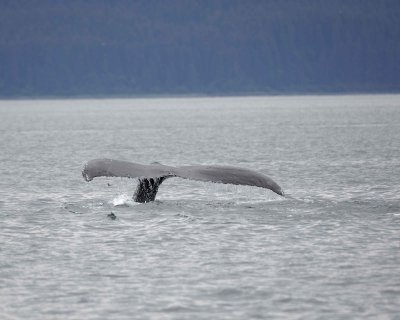Whale, Humpback-070910-Icy Strait, AK-#0185.jpg