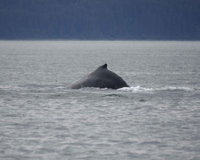 Whale, Humpback-070910-Icy Strait, AK-#0188.jpg
