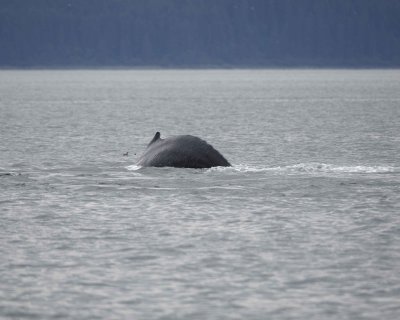 Whale, Humpback-070910-Icy Strait, AK-#0190.jpg