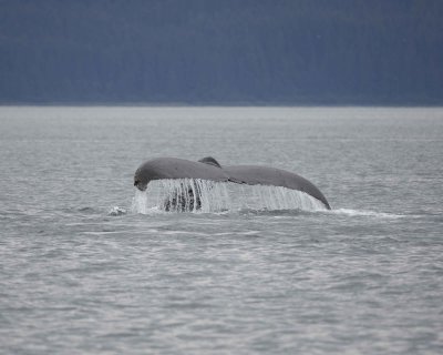 Whale, Humpback-070910-Icy Strait, AK-#0192.jpg