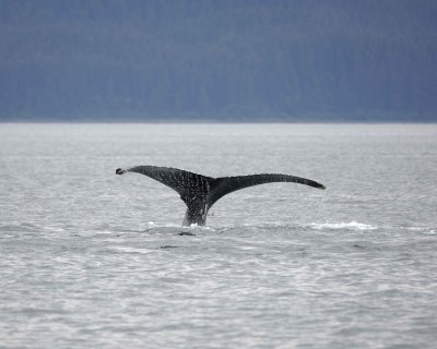 Whale, Humpback-070910-Icy Strait, AK-#0194.jpg