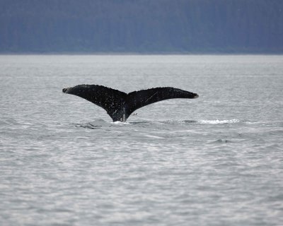 Whale, Humpback-070910-Icy Strait, AK-#0195.jpg