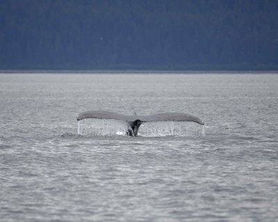 Whale, Humpback-070910-Icy Strait, AK-#0199.jpg