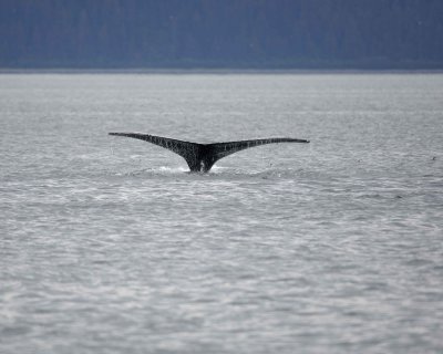 Whale, Humpback-070910-Icy Strait, AK-#0200.jpg