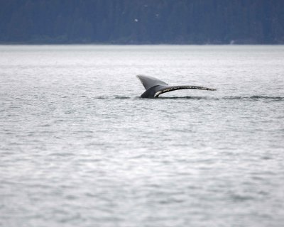 Whale, Humpback-070910-Icy Strait, AK-#0212.jpg