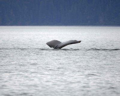 Whale, Humpback-070910-Icy Strait, AK-#0221.jpg