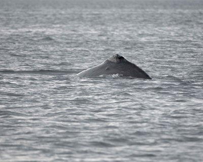 Whale, Humpback-070910-Icy Strait, AK-#0223.jpg