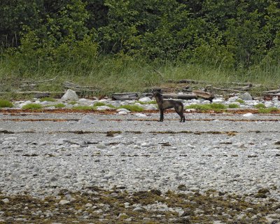 Wolf, howling-070510-Across from Klotz Hills, Glacier Bay NP, AK-#0128.jpg